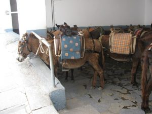 ГРЕЦИЯ 2010 ГОД — ОСТРОВ РОДОС - Европейский клуб по обучению плаванию «Мэвис»